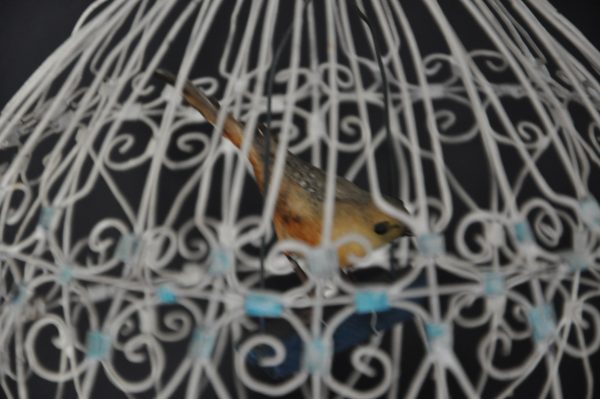 Ancienne Cage à oiseaux filigrana  années 50/60 – Image 3